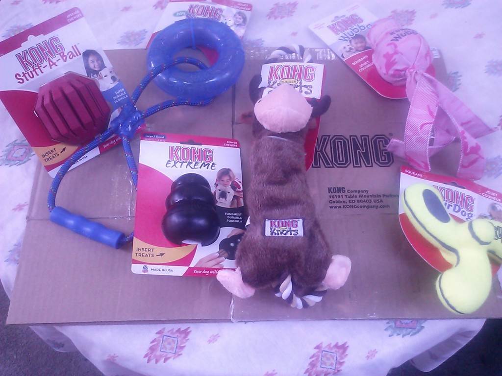June 21, 2013: I shared with the KONG Company how helpful its products have been in enabling Shayna's dramatic weight loss.  They sent her this big gift basket of more KONGS and toys to help keep facilitating her good health, and training pleasure.