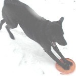 Pics: Shayna doing her “frisbee skiing”