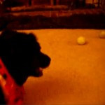 July 15, 2008: Shayna learning to ‘count’: <i>“One ball, two balls…”</i> July 15, 2008: Shayna learning to ‘count’: <i>“One ball, two balls…”</i>