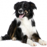 What does it take to be a great dog parent? What does it take to be a great dog parent?