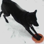 Feb. 17, 2003: Frisbee skiing in the deep snow – hilarious!!!