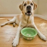 Dog diet tips – and warnings