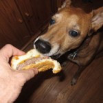 Basic etiquette: <i>Always</i> ask before giving food to another person’s dog Basic etiquette: <i>Always</i> ask before giving food to another person’s dog