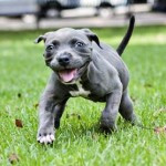 “Harper,” the puppy who was thrown out… shows she’s a survivor “Harper,” the puppy who was thrown out… shows she’s a survivor