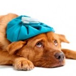 Foods that can make dogs sick – or worse