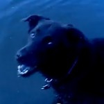 Videos in preparation for our vet consult Videos in preparation for our vet consult