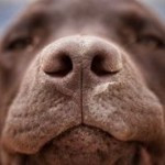 Austrian research: Dogs can sniff out lung cancer Austrian research: Dogs can sniff out lung cancer