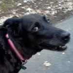 08Feb13 Update on Shayna: Great news!!! 08Feb13 Update on Shayna: Great news!!!